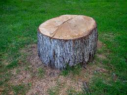 Best Tree Mulching  in Elk Grove, CA
