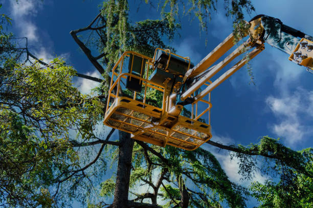 Best Tree Removal  in Elk Grove, CA