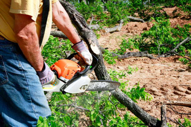 Best Lawn Renovation and Restoration  in Elk Grove, CA